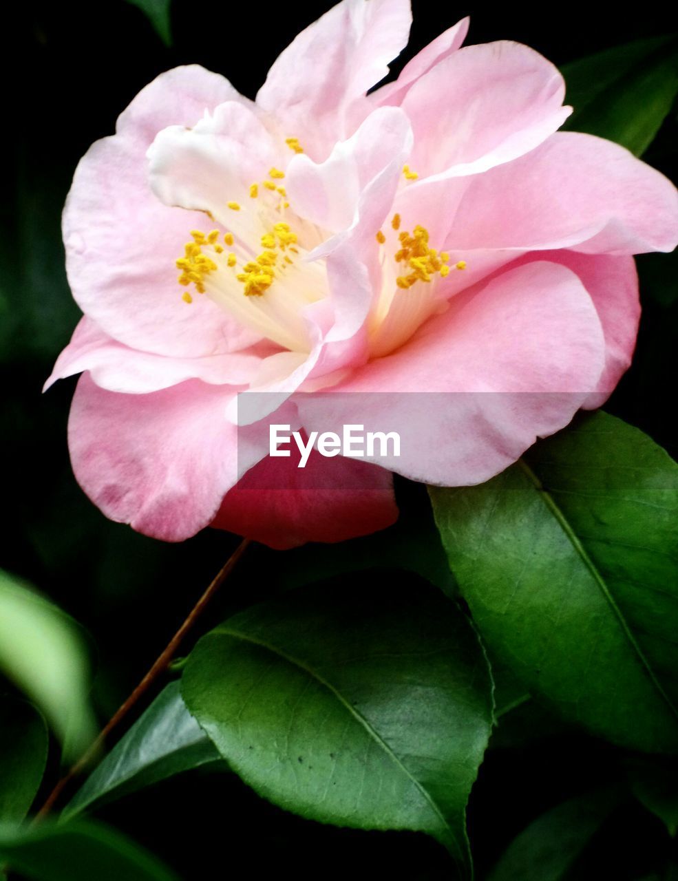 Close-up of pink flower