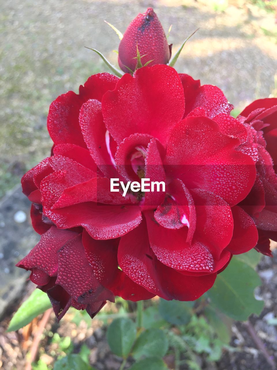 CLOSE-UP OF WET RED FLOWER PLANT