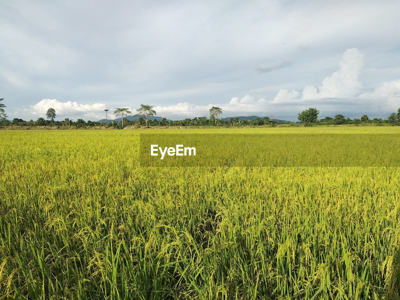 SCENIC VIEW OF YELLOW FIELD AGAINST SKY