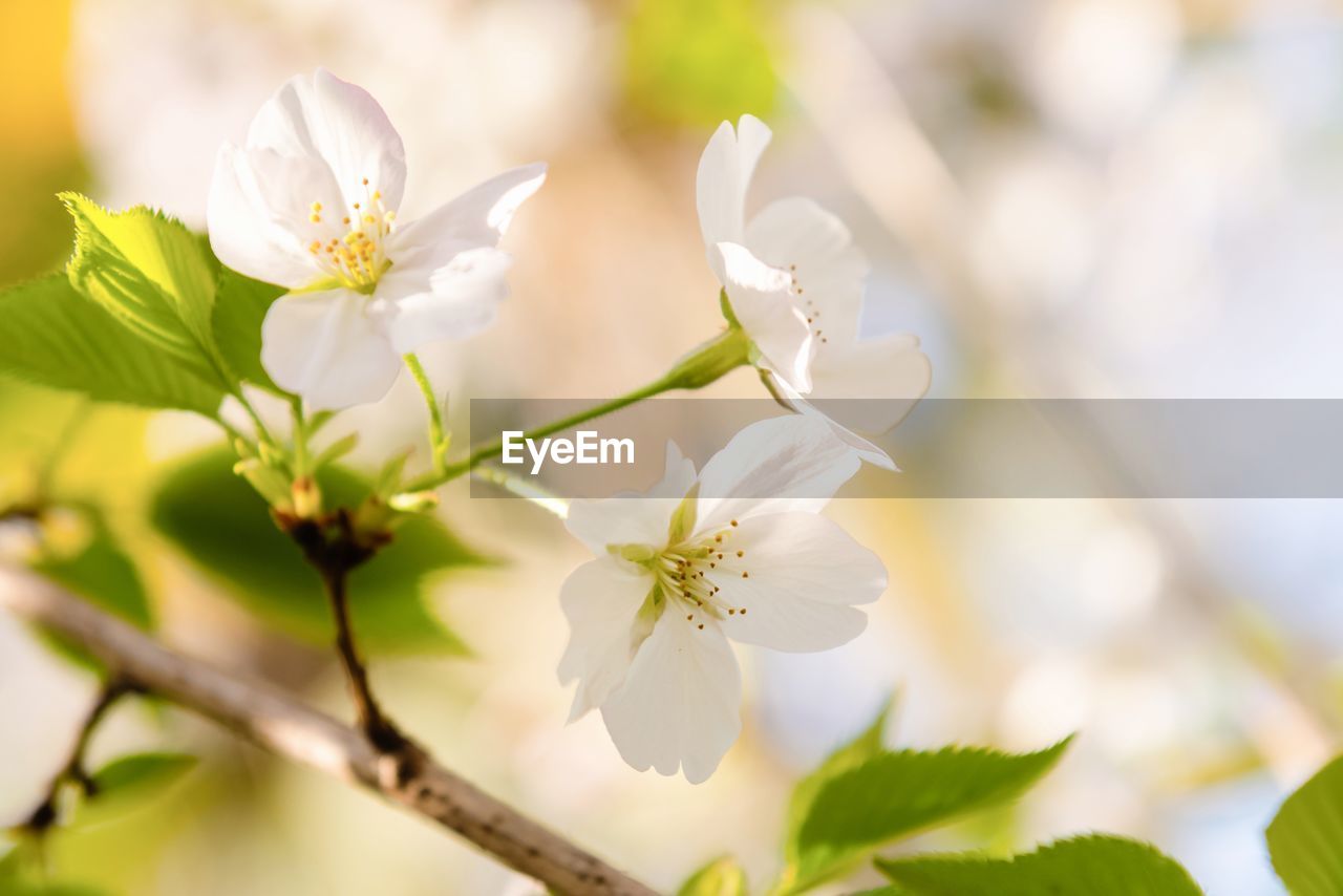 CLOSE-UP OF WHITE CHERRY BLOSSOM