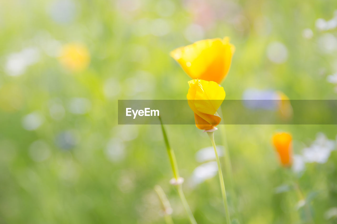 CLOSE-UP OF YELLOW FLOWER