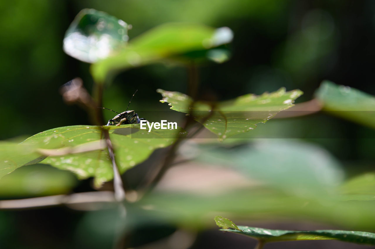 Close-up of a bug on leaves