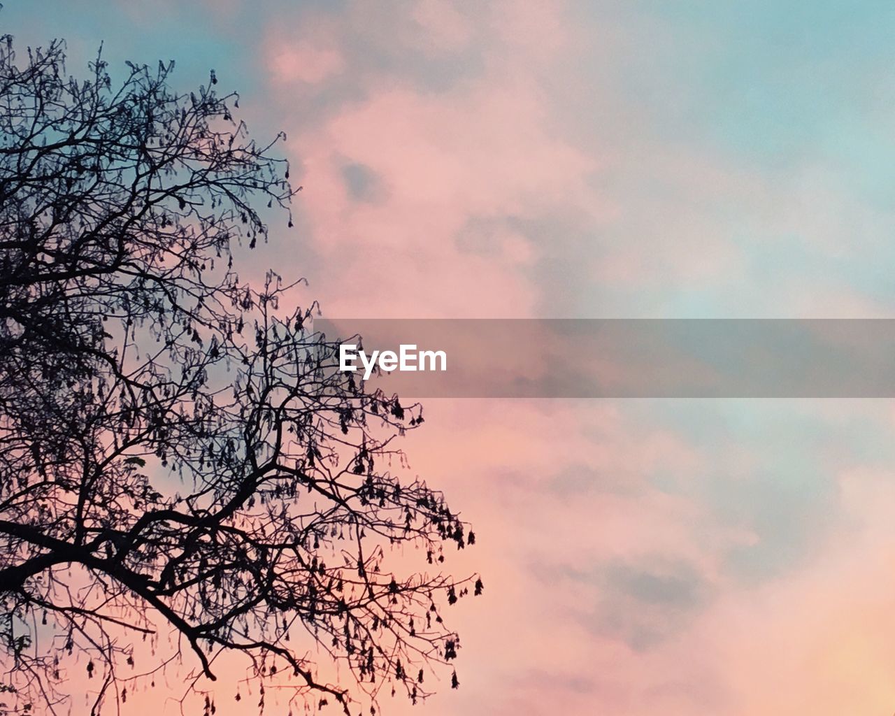 LOW ANGLE VIEW OF SILHOUETTE BARE TREE AGAINST SKY