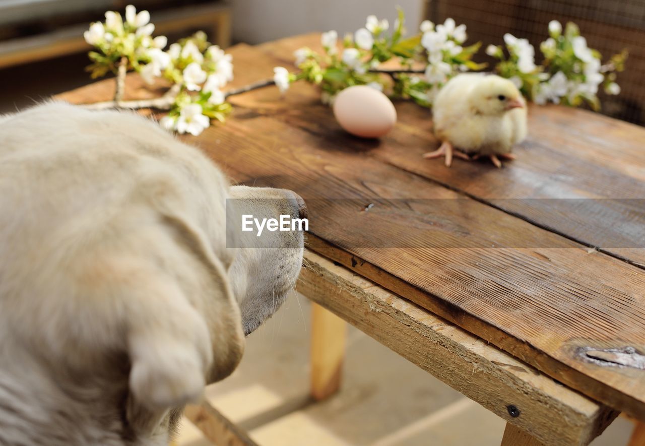 animal, animal themes, mammal, pet, domestic animals, wood, one animal, no people, plant, table, flower, nature, indoors, livestock, food, furniture, canine, dog, food and drink, white, flowering plant, rabbit, day, freshness, young animal, bird, flooring, agriculture, seat