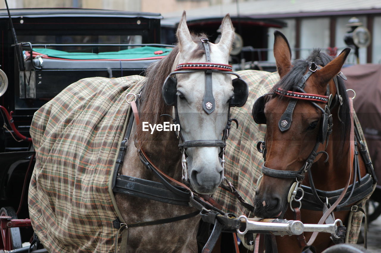 Close-up of horses