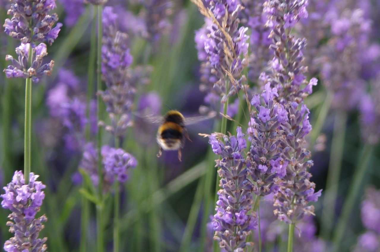 Close-up of bee on purple flowers