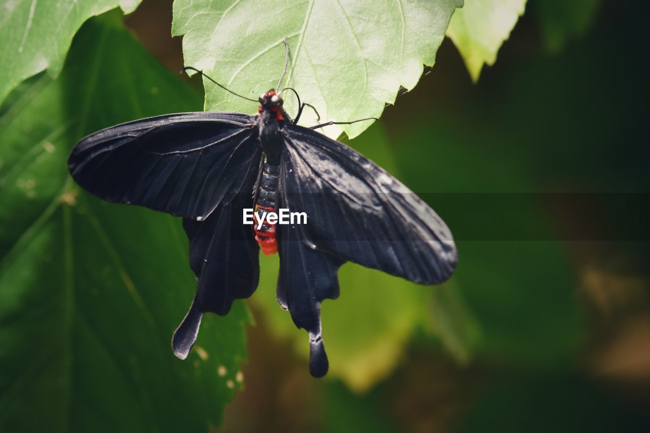 Close-up of butterfly on leaf