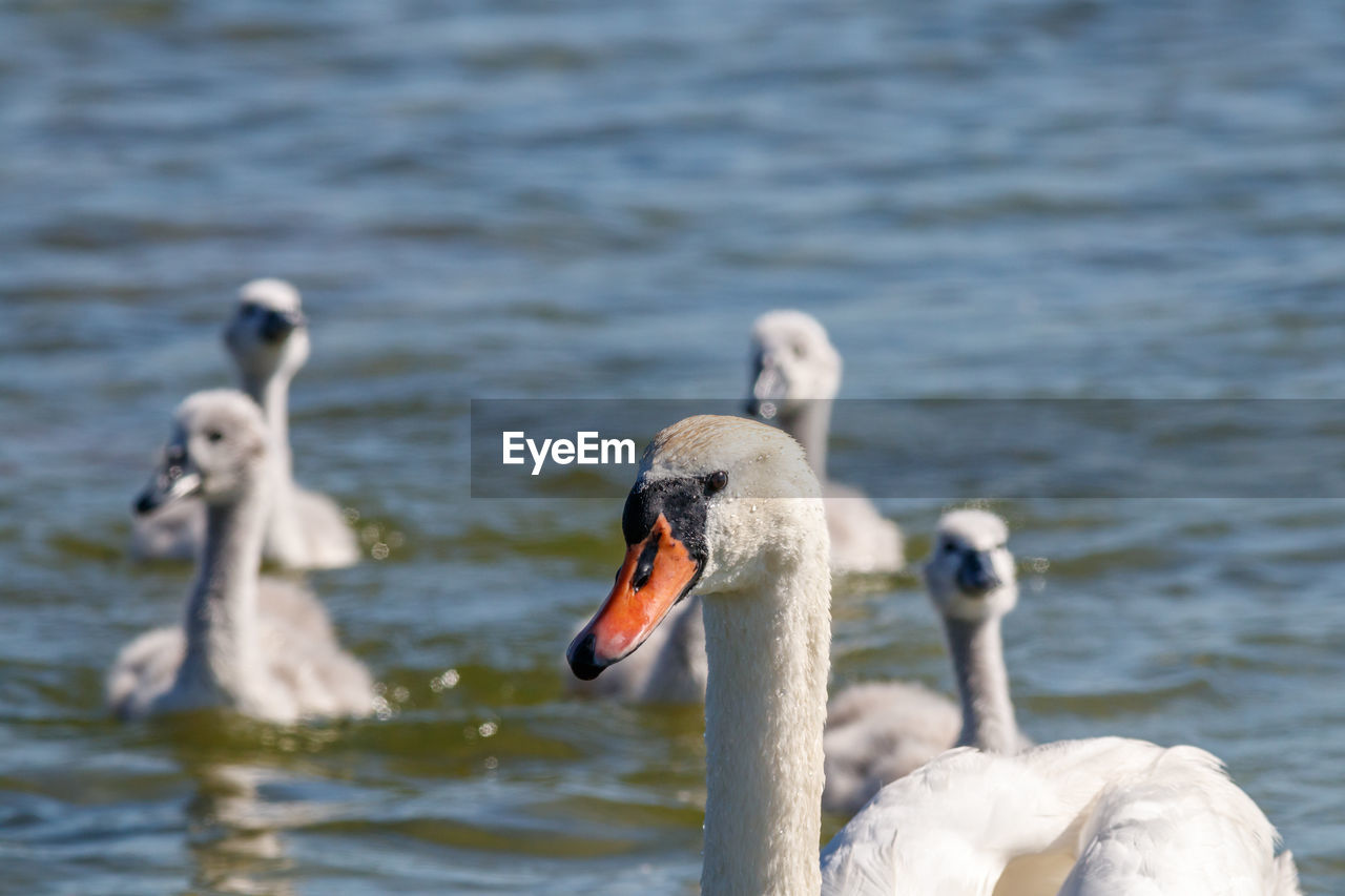 SWANS SWIMMING ON LAKE