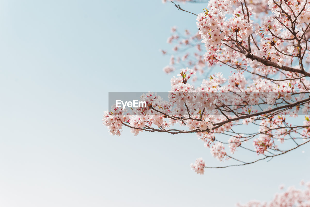 Low angle view of cherry blossom tree against clear sky