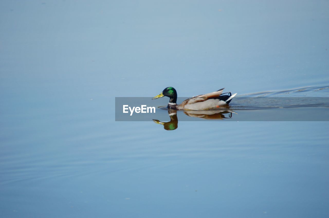 DUCKS SWIMMING IN LAKE