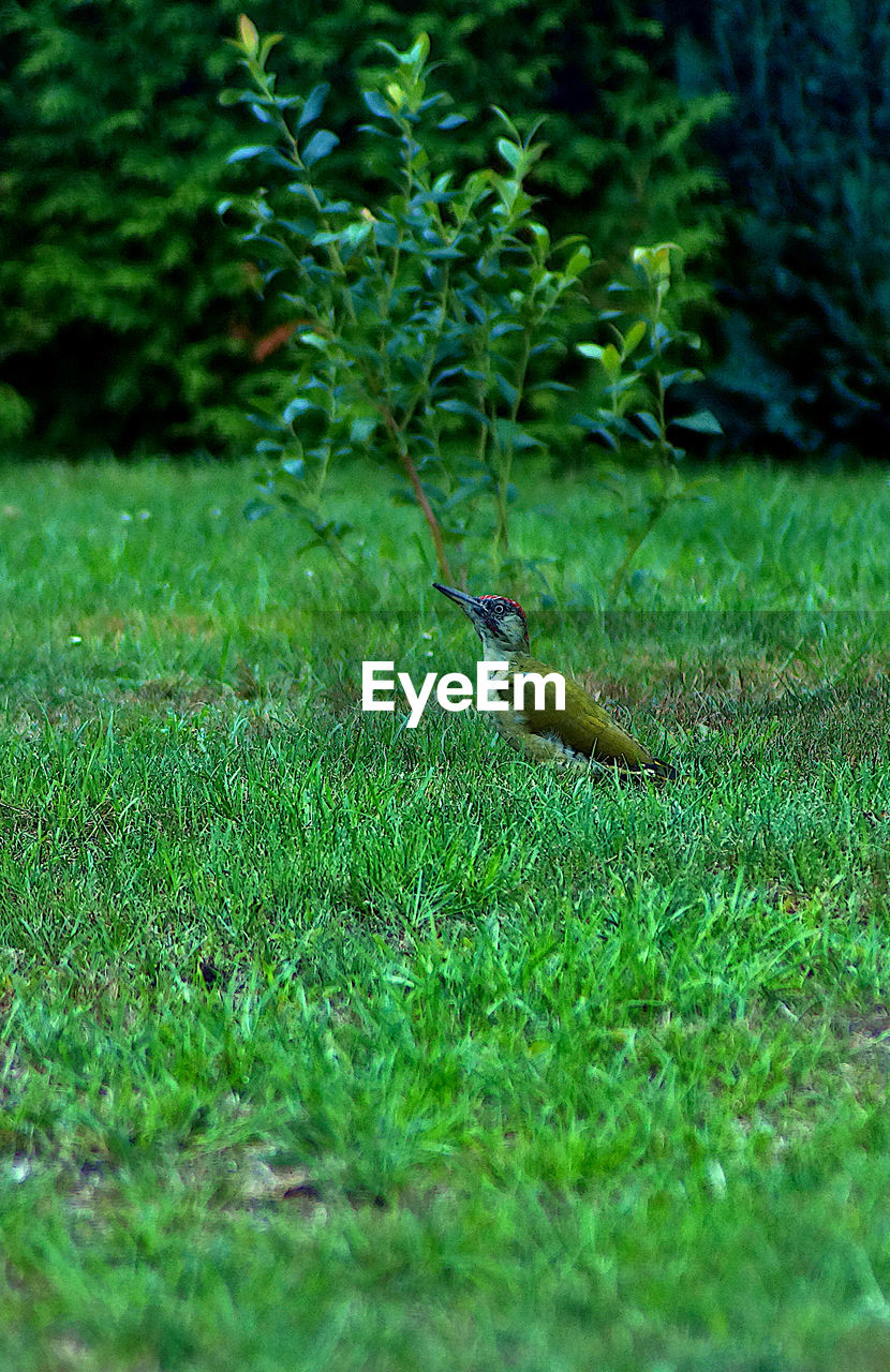 SIDE VIEW OF BIRD ON LAND