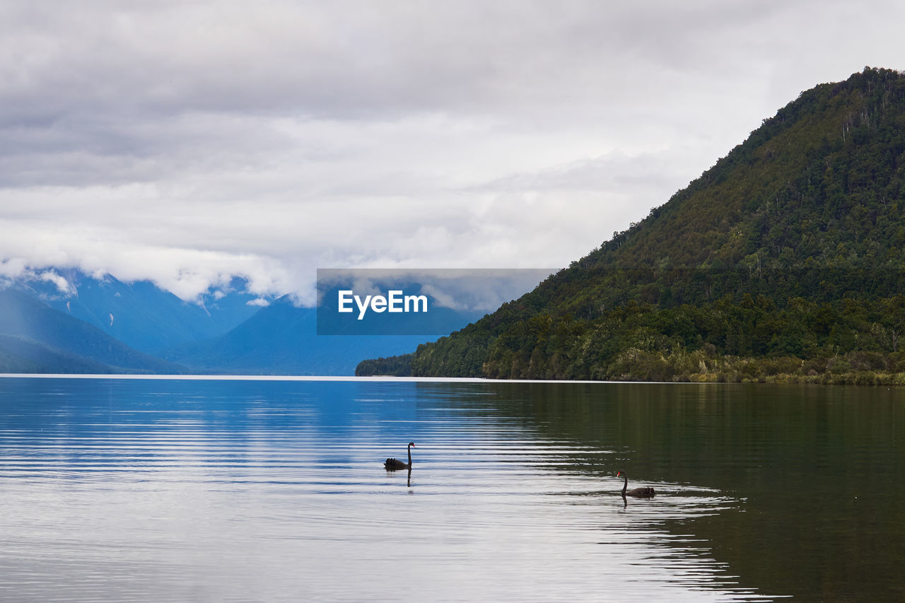 Two black swans in a lake in the south island of new zealand, with mountains in the background