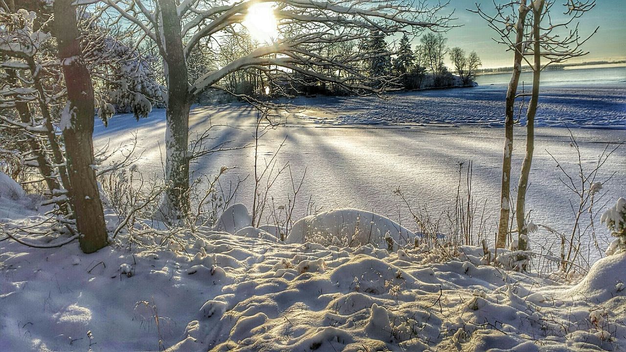 SNOW COVERED TREES