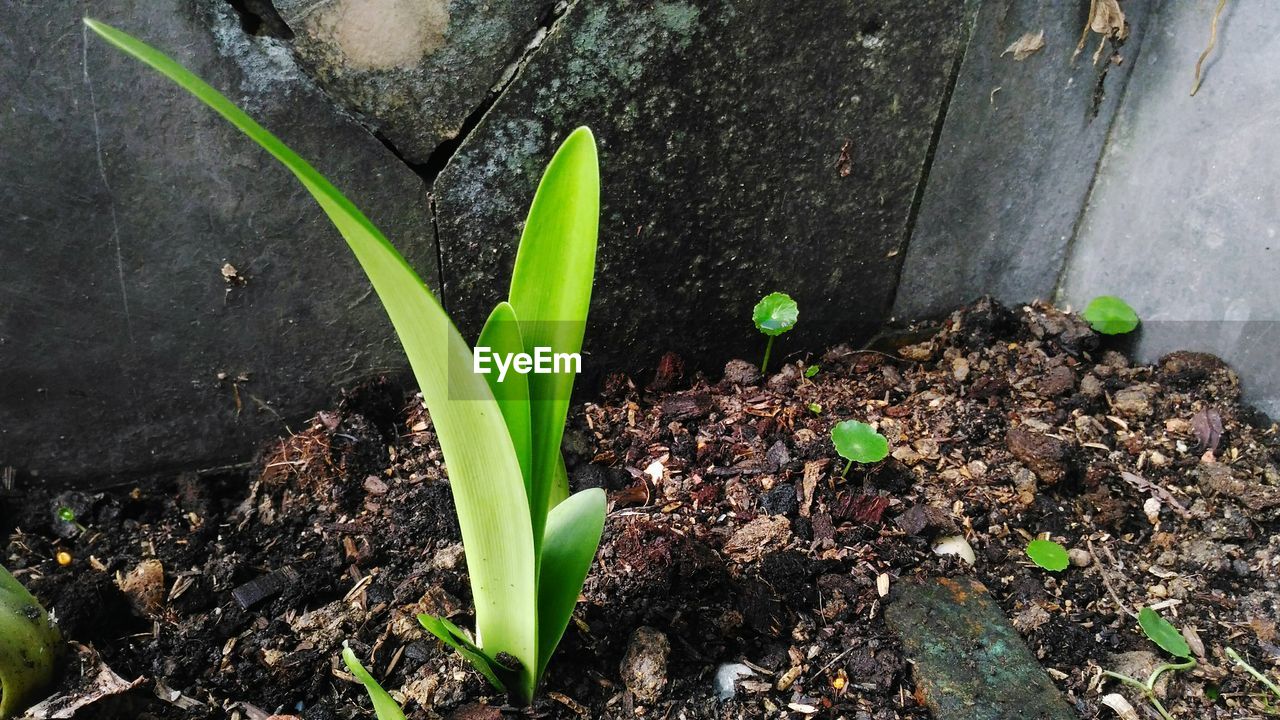 CLOSE-UP OF PLANT GROWING OUTDOORS