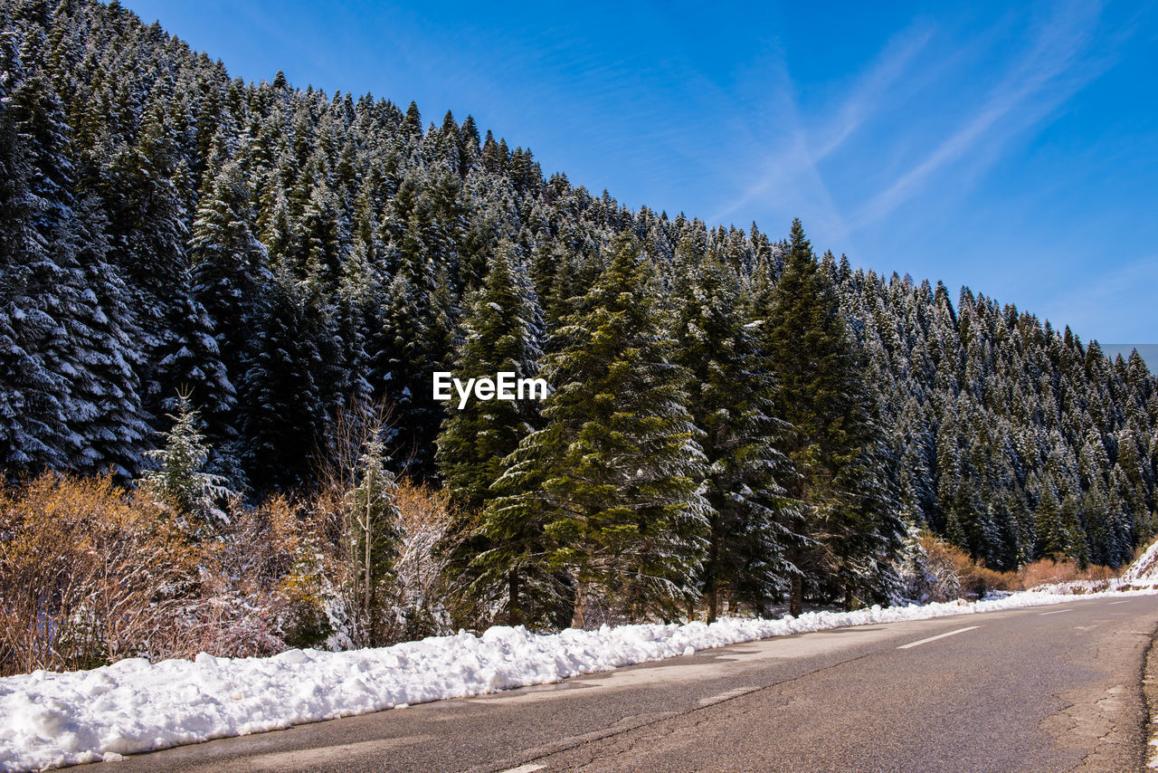 Road amidst trees against sky during winter