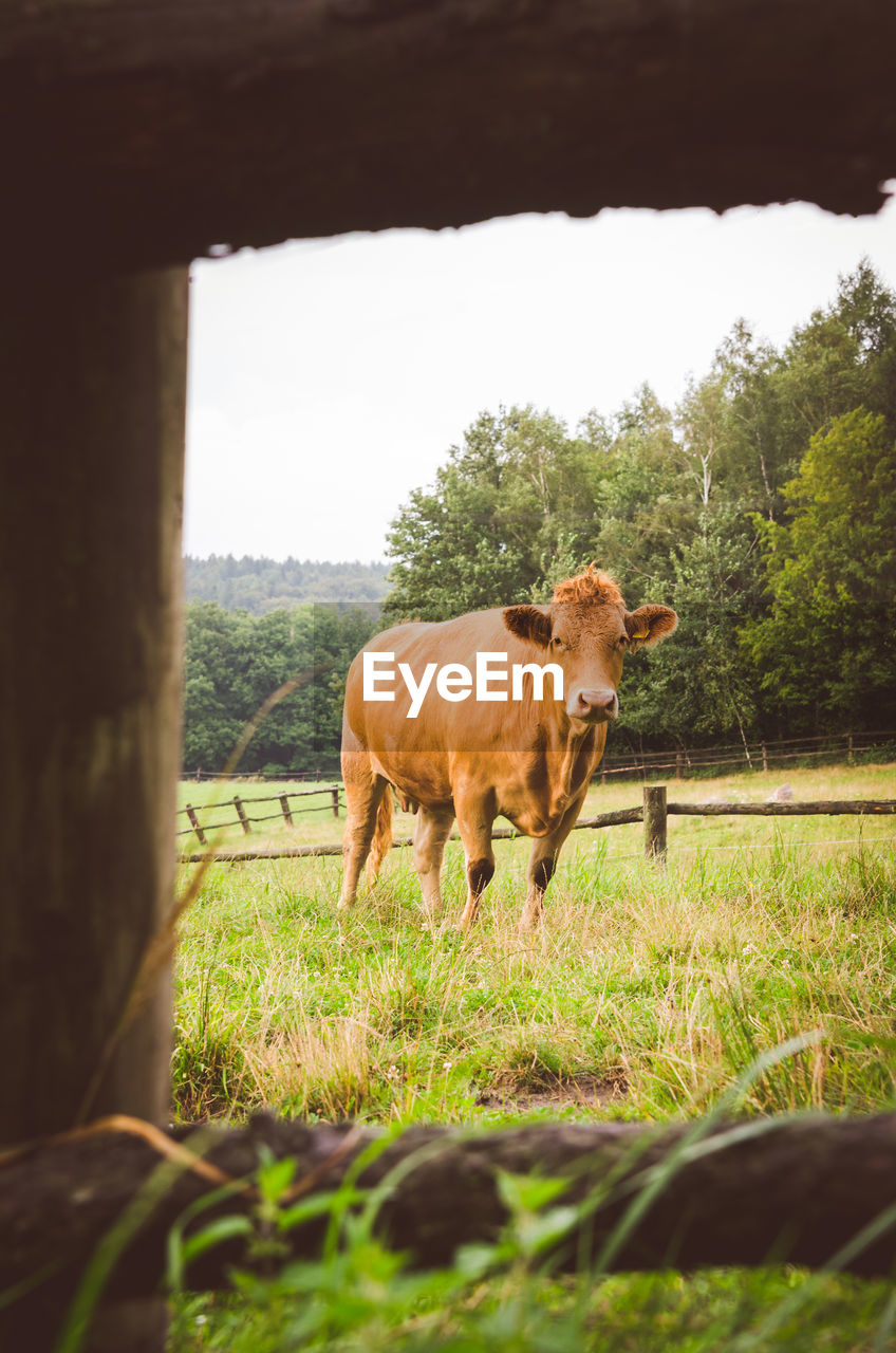 Cow looking at camera