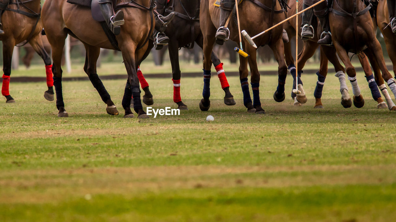 Low section of people and horse at polo sport