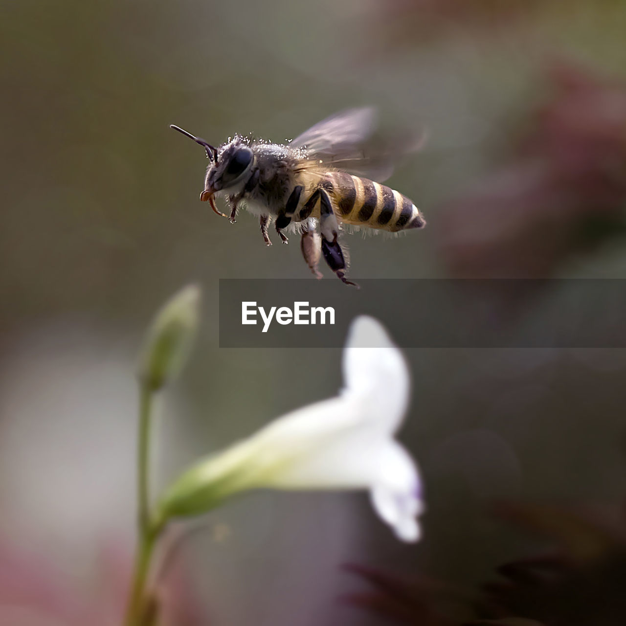 Close-up of bee hovering by flower