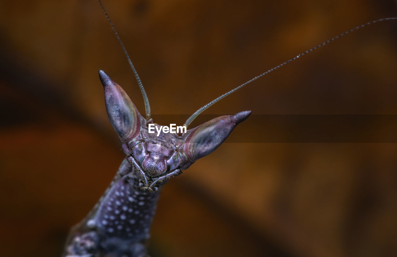 Cat-eye-mantis