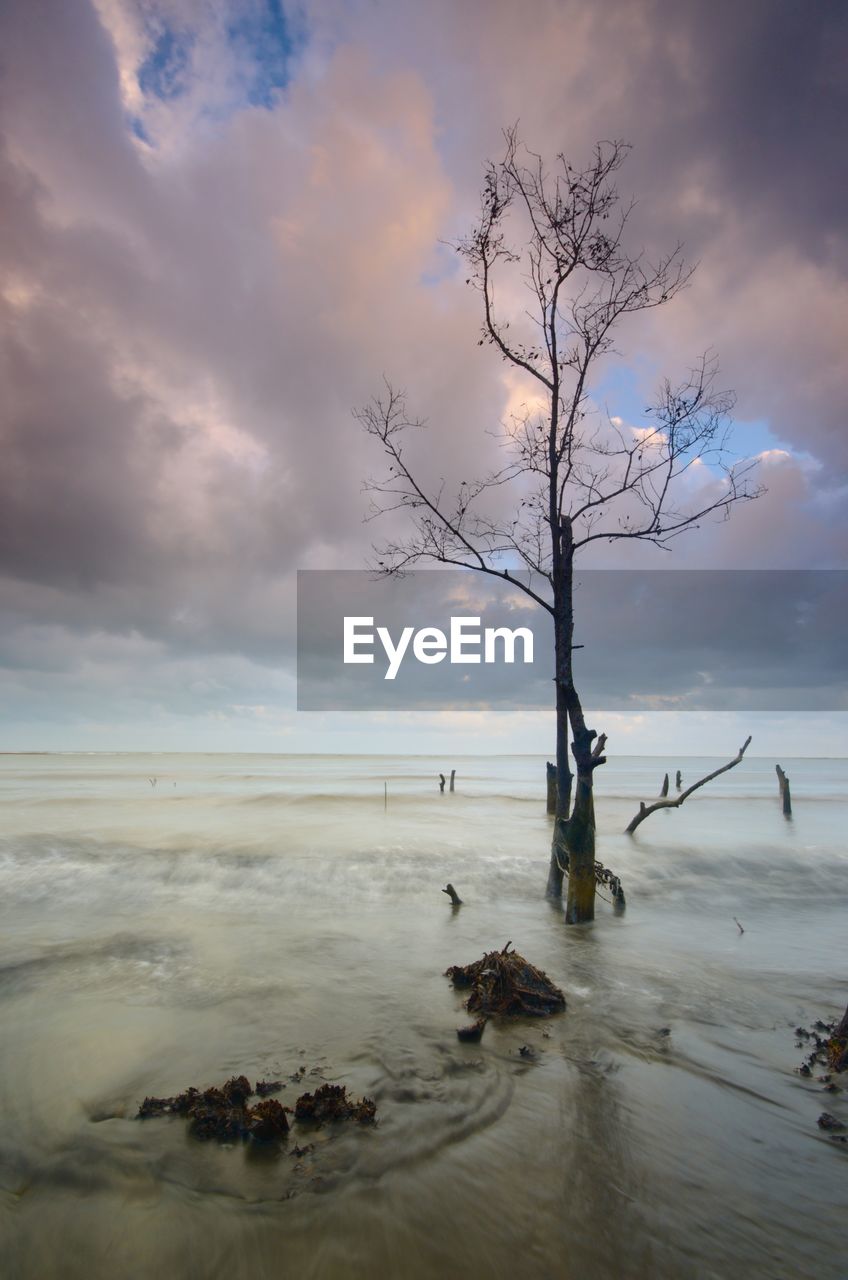 BARE TREE ON SHORE AGAINST SKY