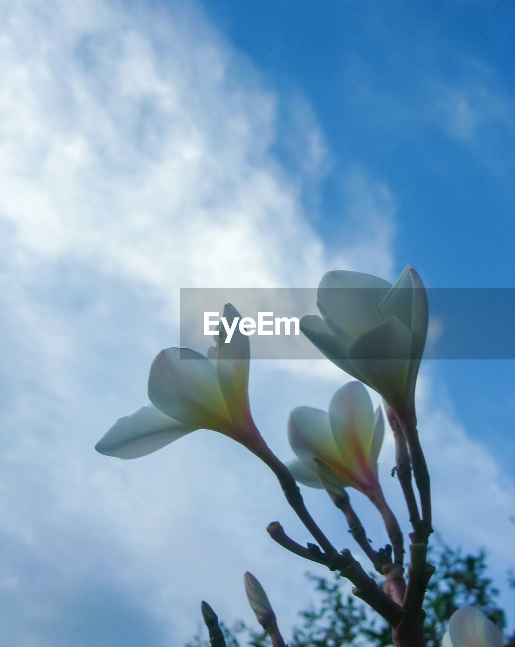 LOW ANGLE VIEW OF FRESH FLOWERS AGAINST SKY