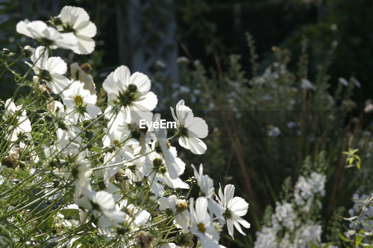 CLOSE-UP OF WHITE FLOWERS BLOOMING IN PARK