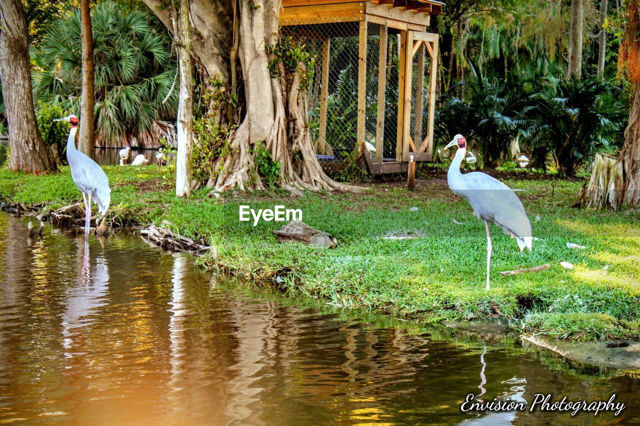 VIEW OF A BIRD IN LAKE