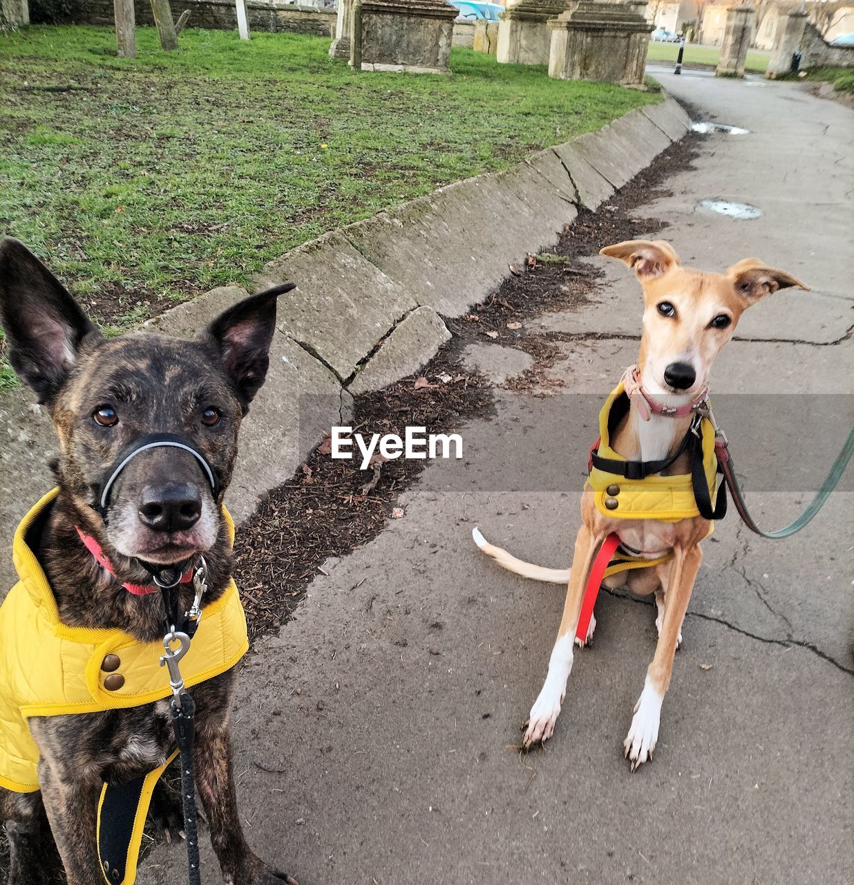 portrait of dogs standing on field