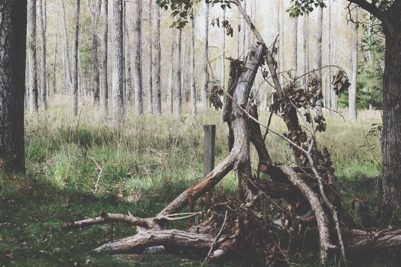 Fallen tree in forest