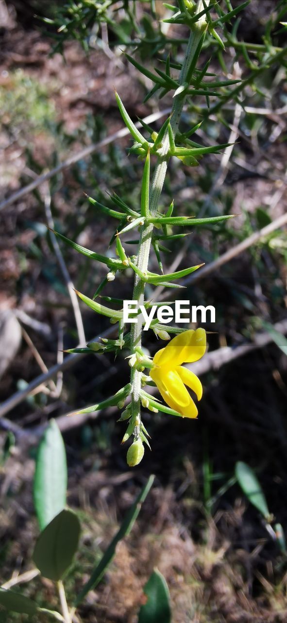 CLOSE-UP OF YELLOW FLOWERING PLANTS ON FIELD