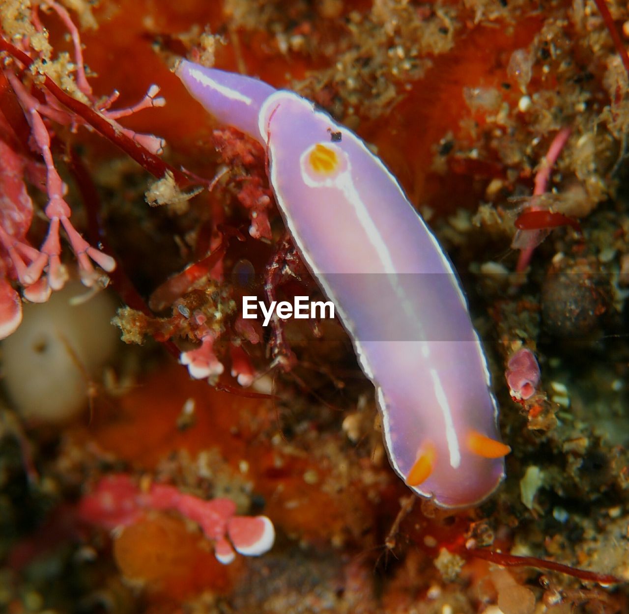 CLOSE-UP OF FISH SWIMMING UNDERWATER