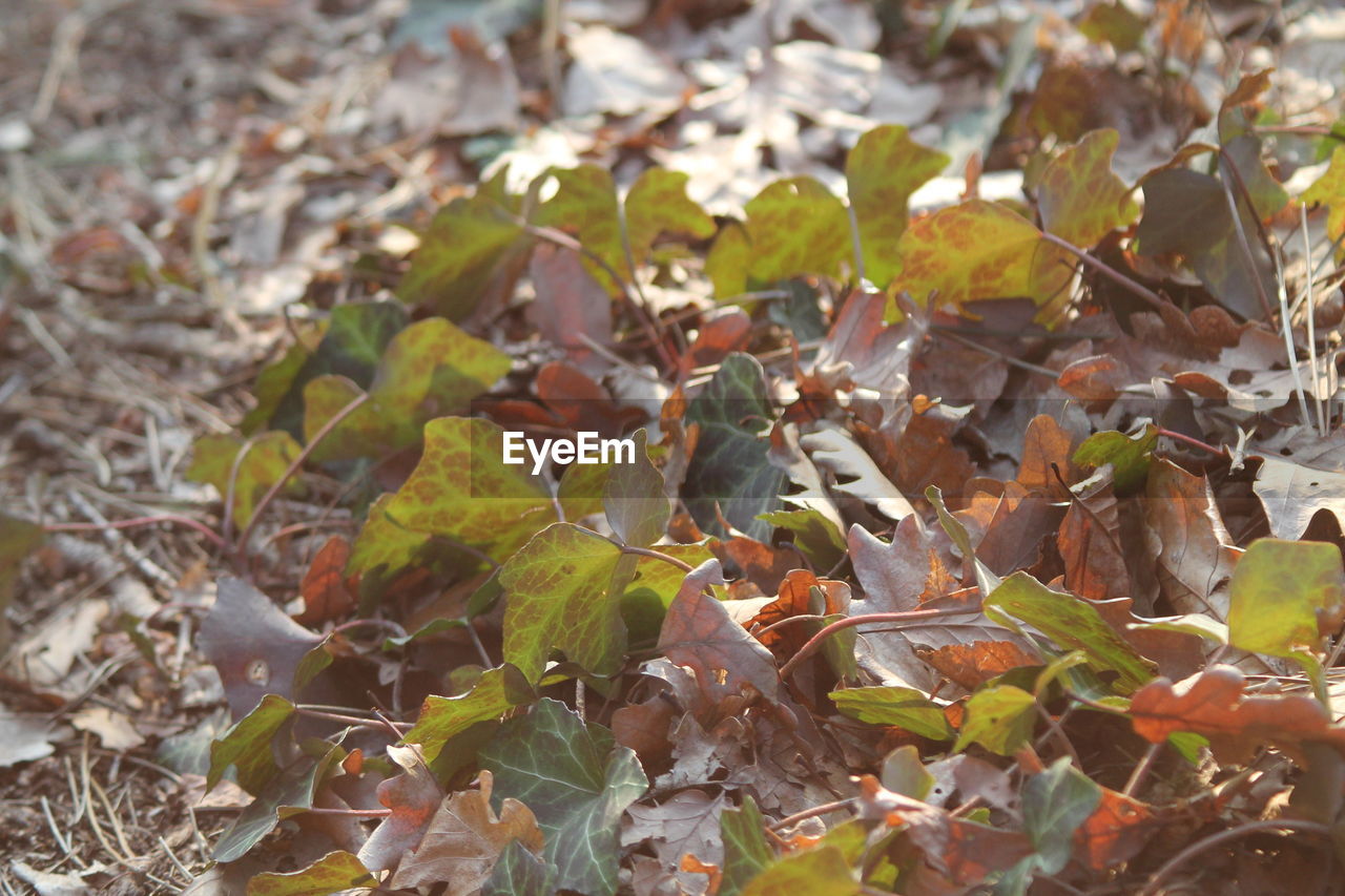 High angle view of ivy leaves