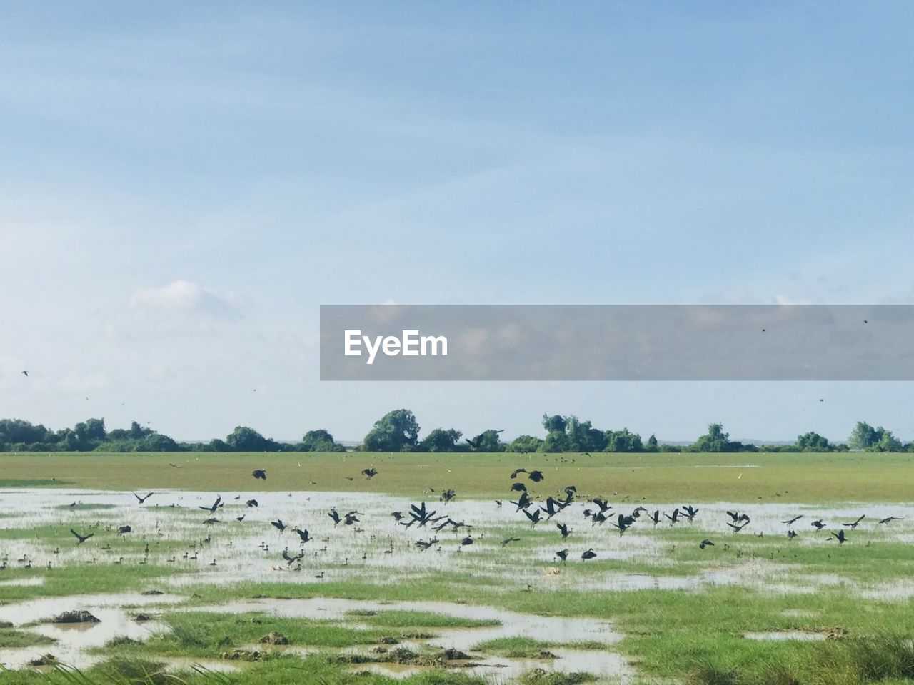 FLOCK OF SHEEP GRAZING ON FIELD