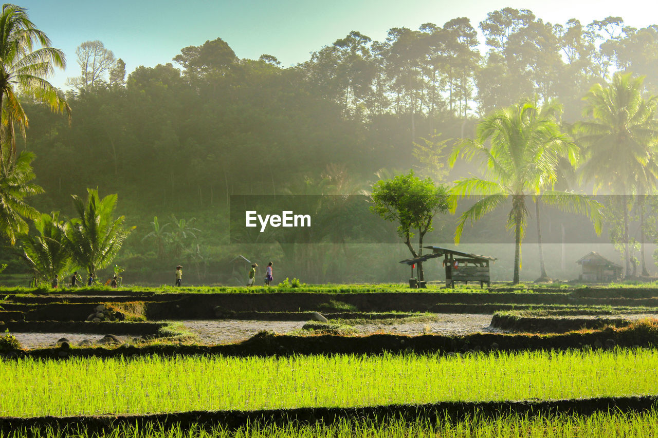 Scenic view of agricultural field