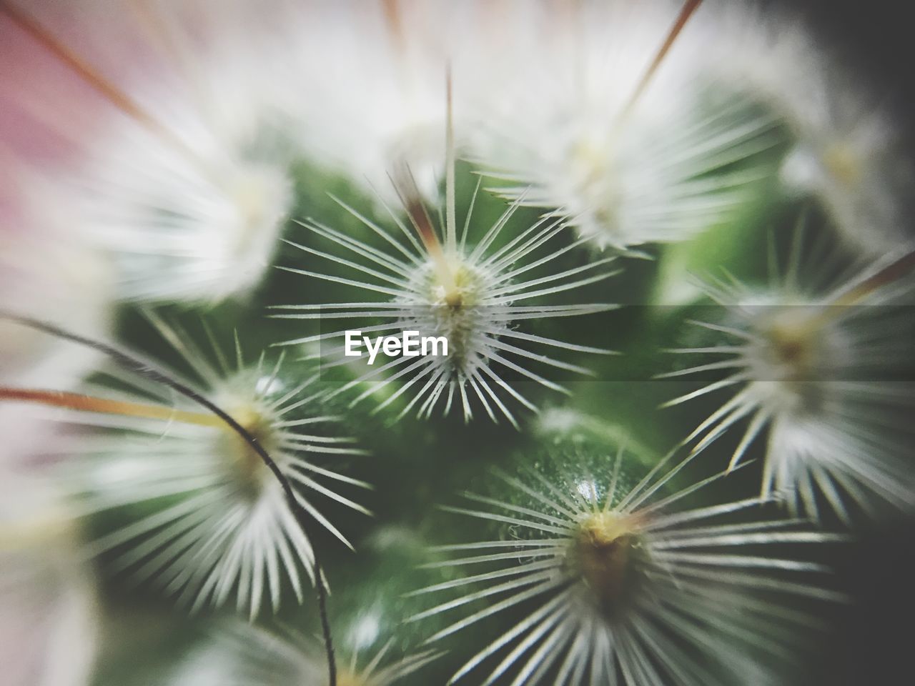 FULL FRAME SHOT OF PLANTS