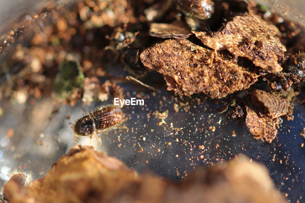 High angle view bark beetle on land