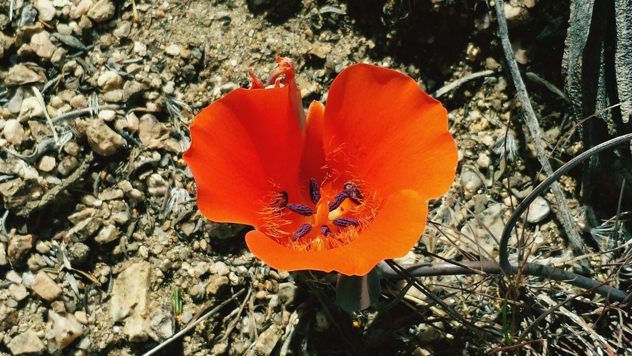 Close-up high angle view of orange flower