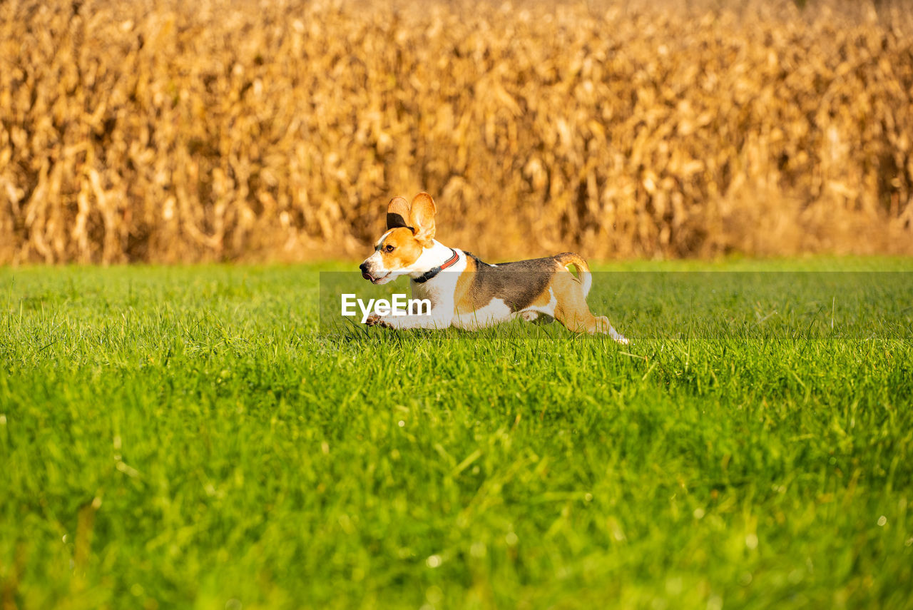 DOG RUNNING ON LAND