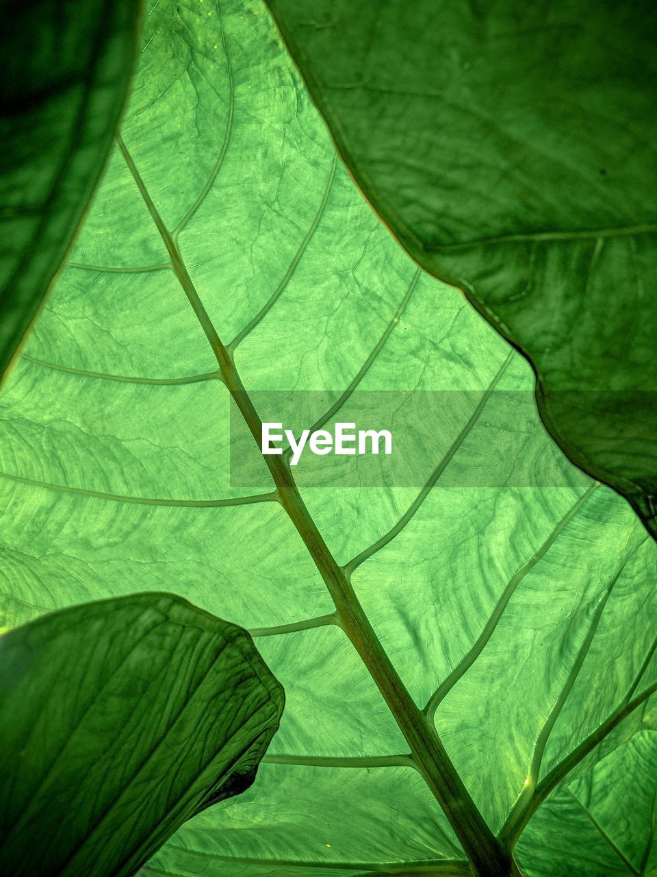 Full frame shot of green leaves