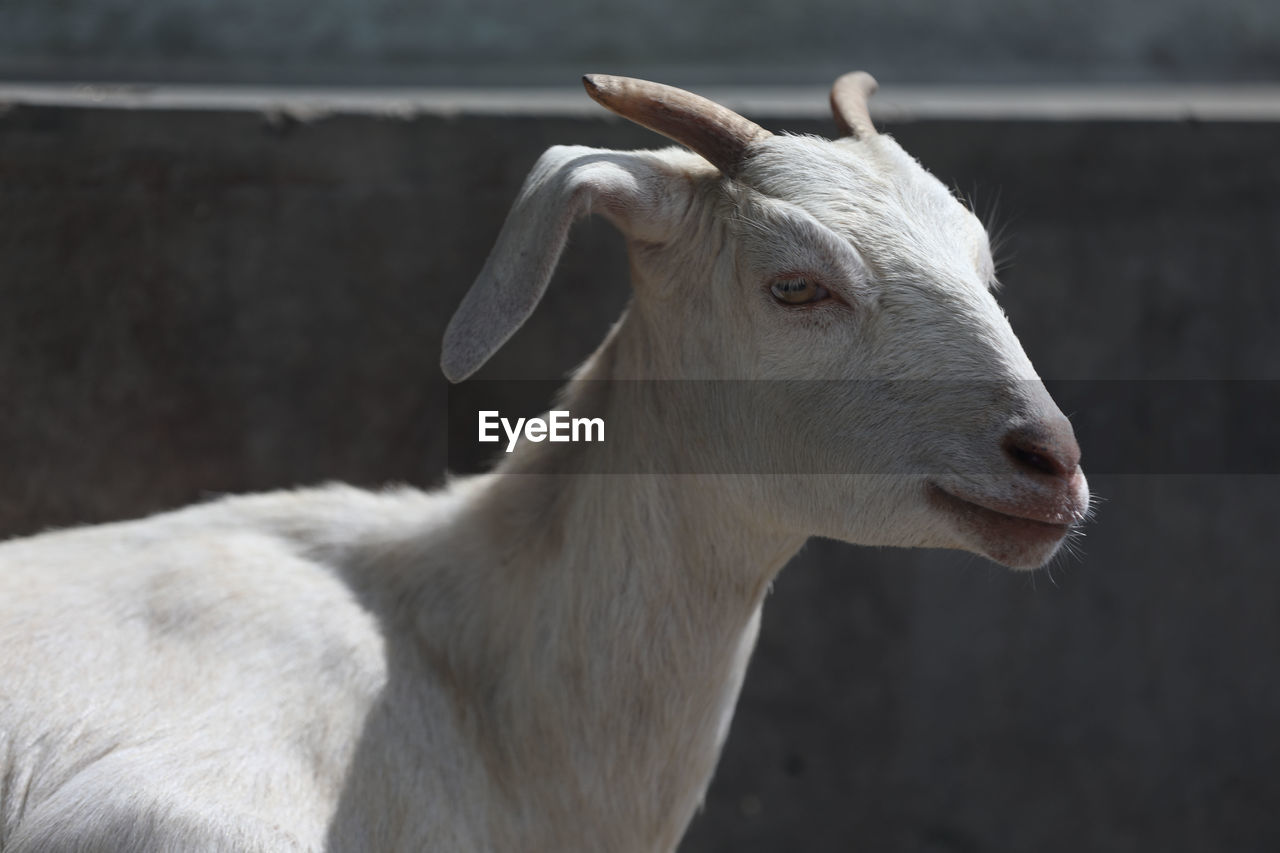 animal themes, animal, mammal, domestic animals, livestock, one animal, pet, sheep, agriculture, focus on foreground, goat-antelope, no people, animal wildlife, cattle, farm, nature, close-up, animal body part, portrait, outdoors, side view, horn, standing, looking, day