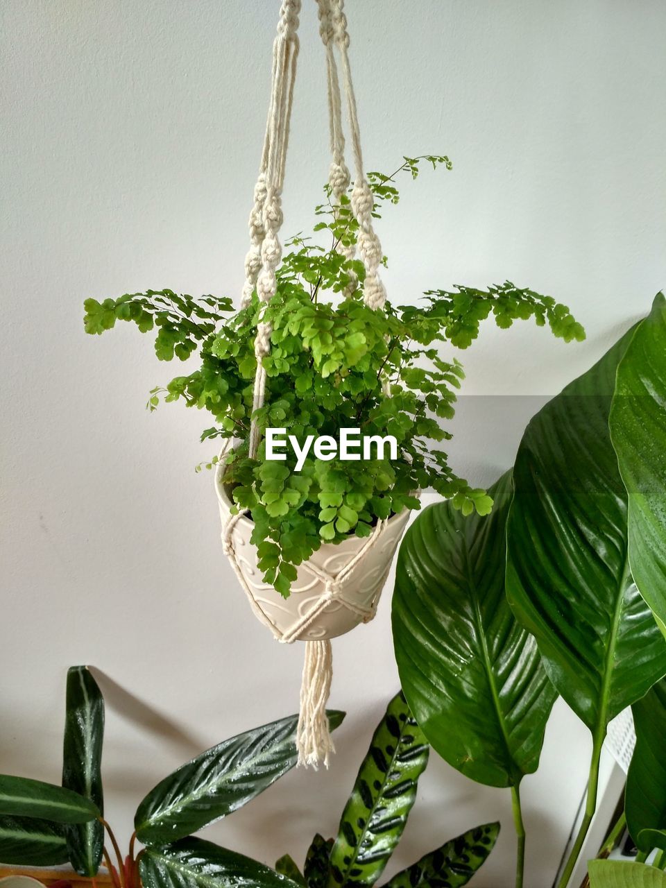 CLOSE-UP OF FRESH WHITE POTTED PLANT HANGING IN CONTAINER