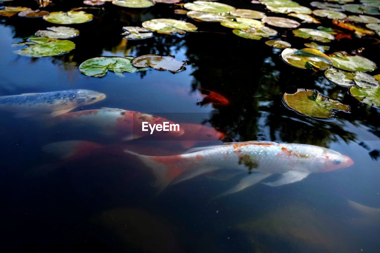 VIEW OF FISH IN WATER