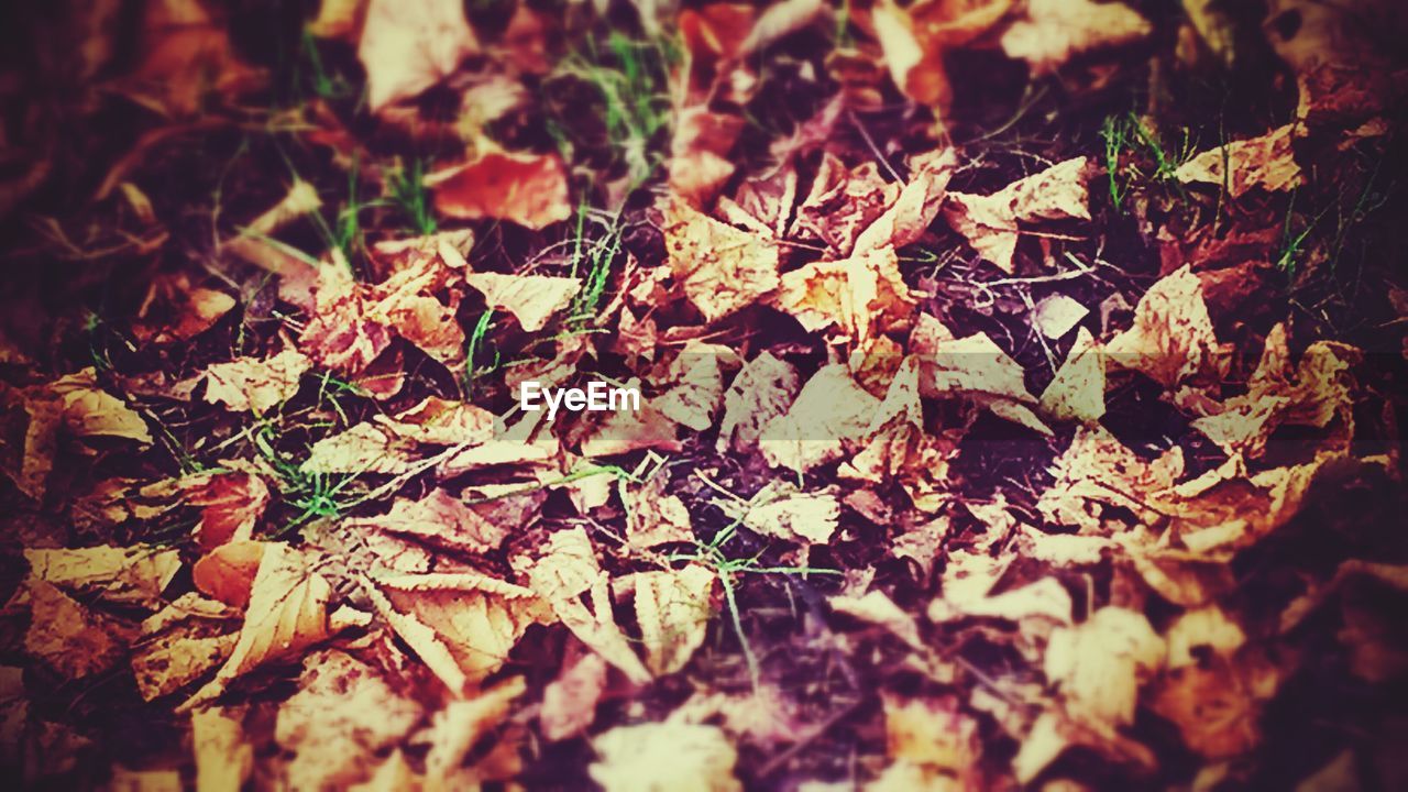 Full frame shot of dry leaves