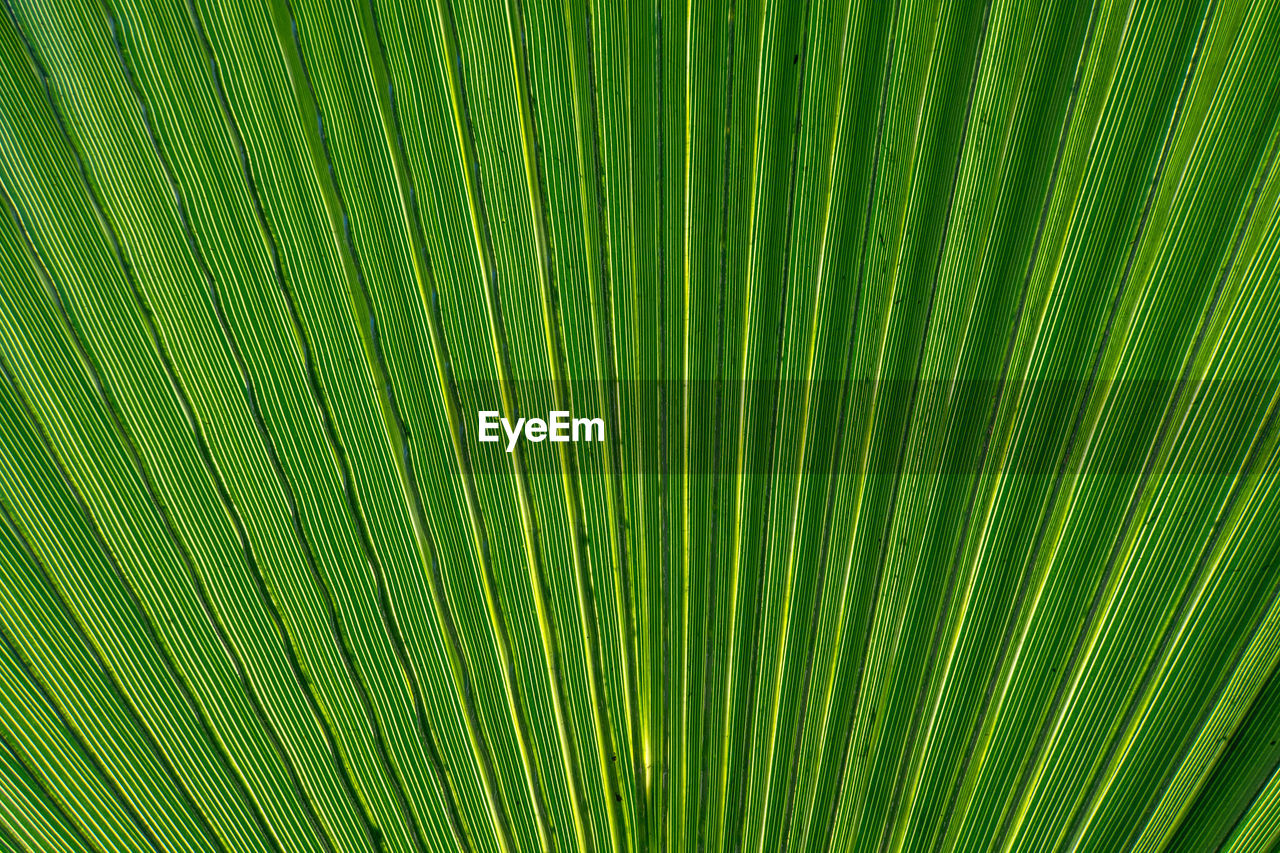 full frame shot of palm leaf