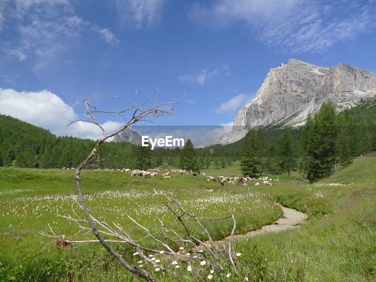 PLANTS GROWING ON LAND