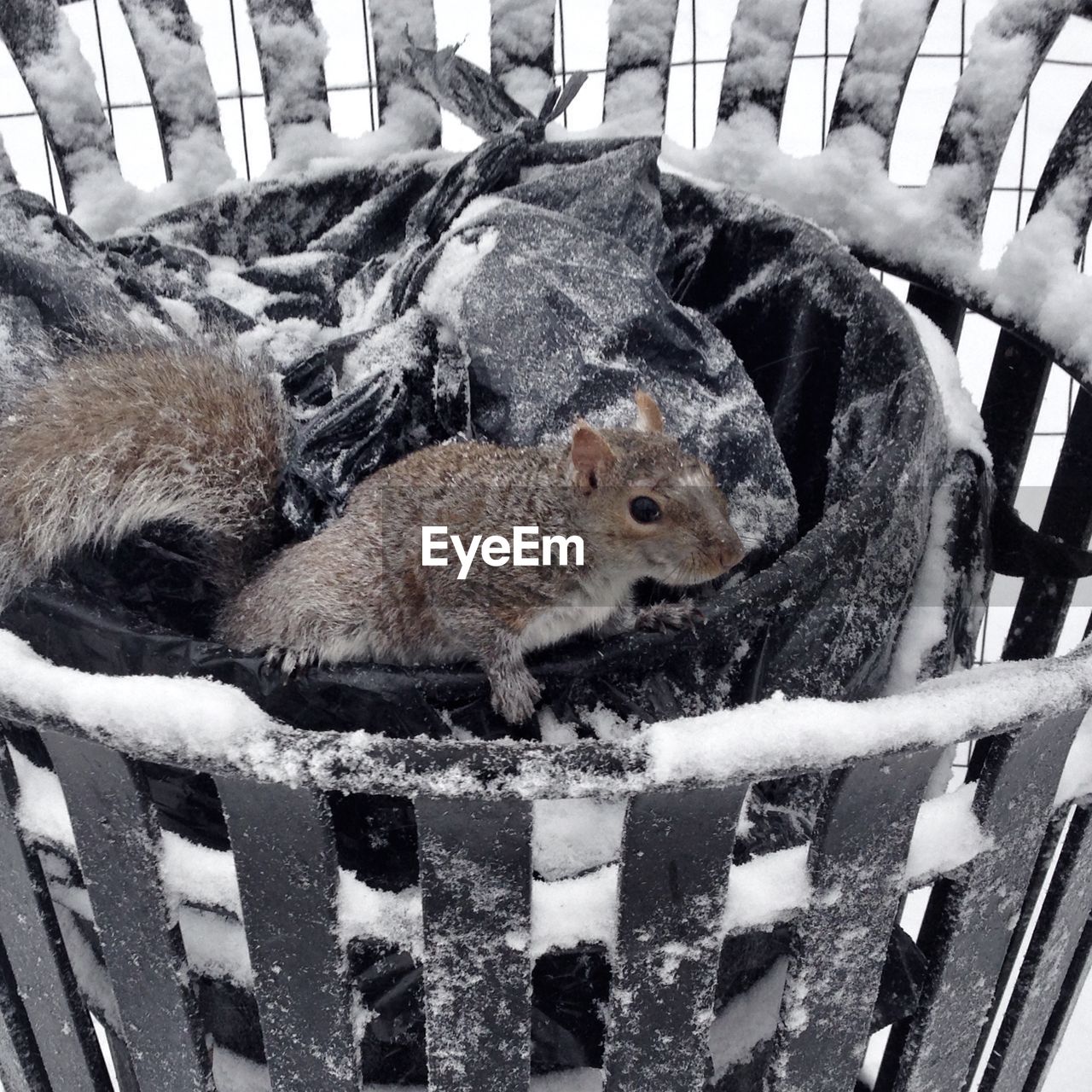 Close-up of squirrel in garbage can