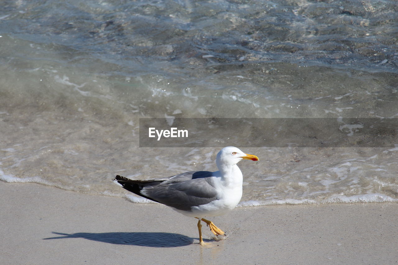 HIGH ANGLE VIEW OF SEAGULL PERCHING ON A BEACH