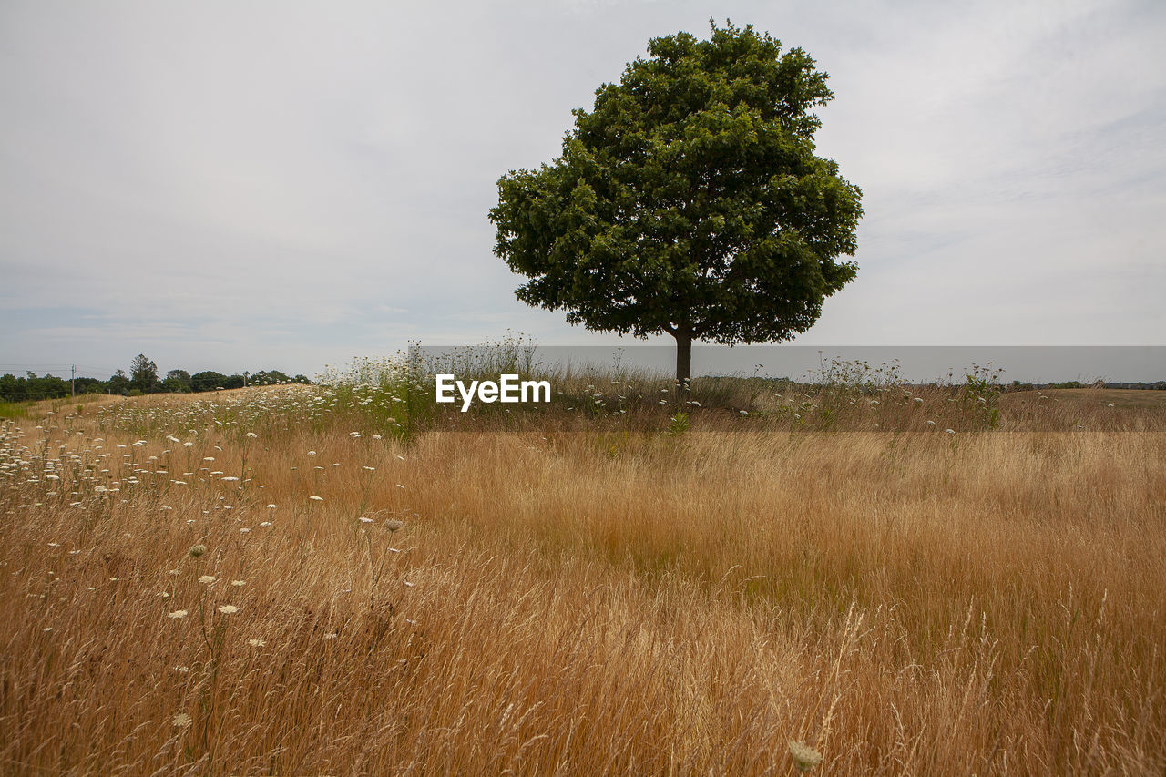 TREE ON FIELD