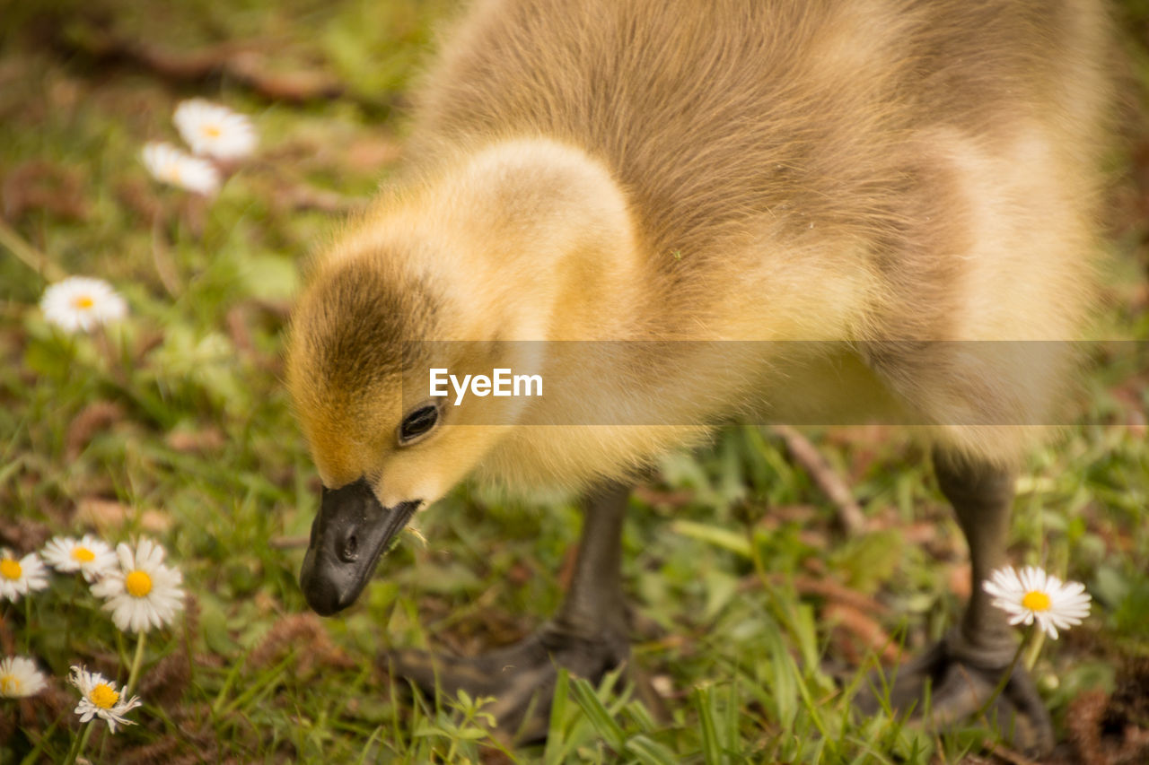 CLOSE-UP OF A DUCK ON FIELD