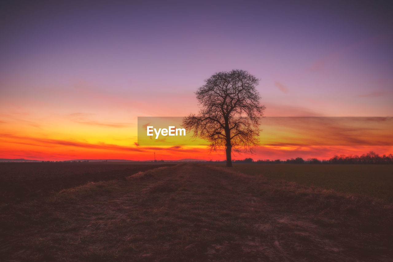 SILHOUETTE TREE ON FIELD AGAINST ORANGE SKY